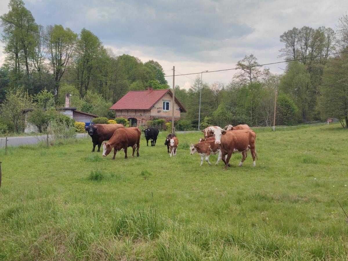 Lusatia Farm Leśna Exterior foto